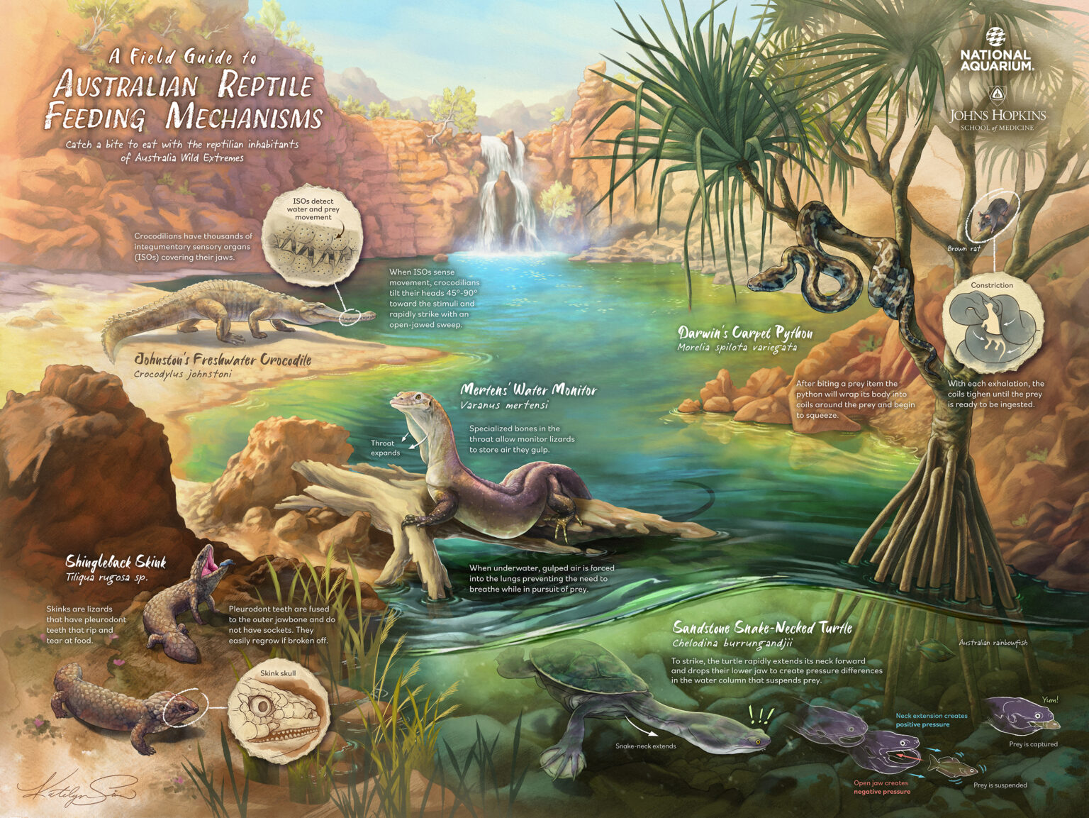 Final Illustration