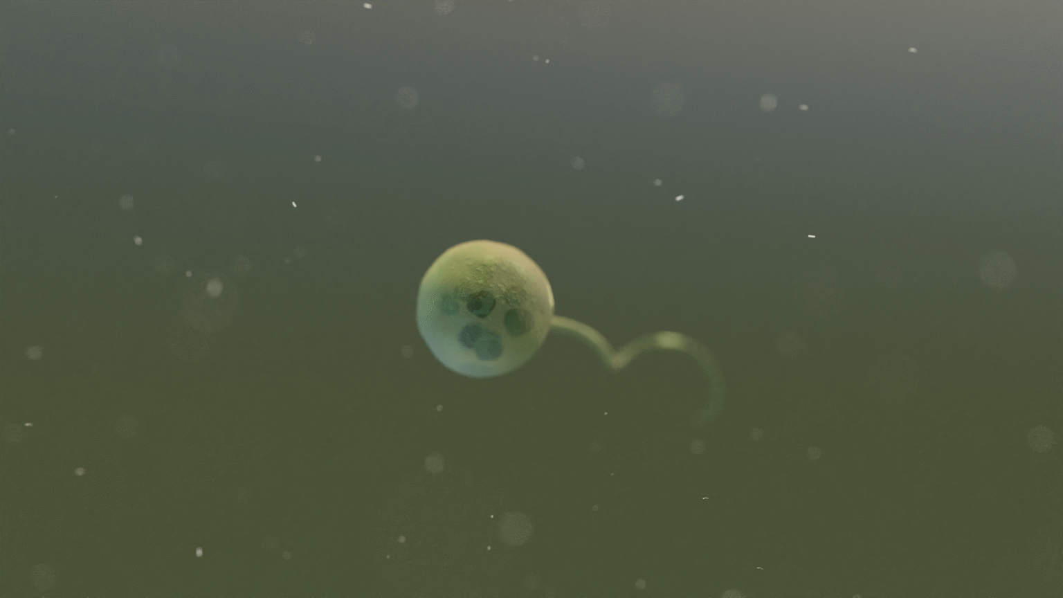 chytridZP0039