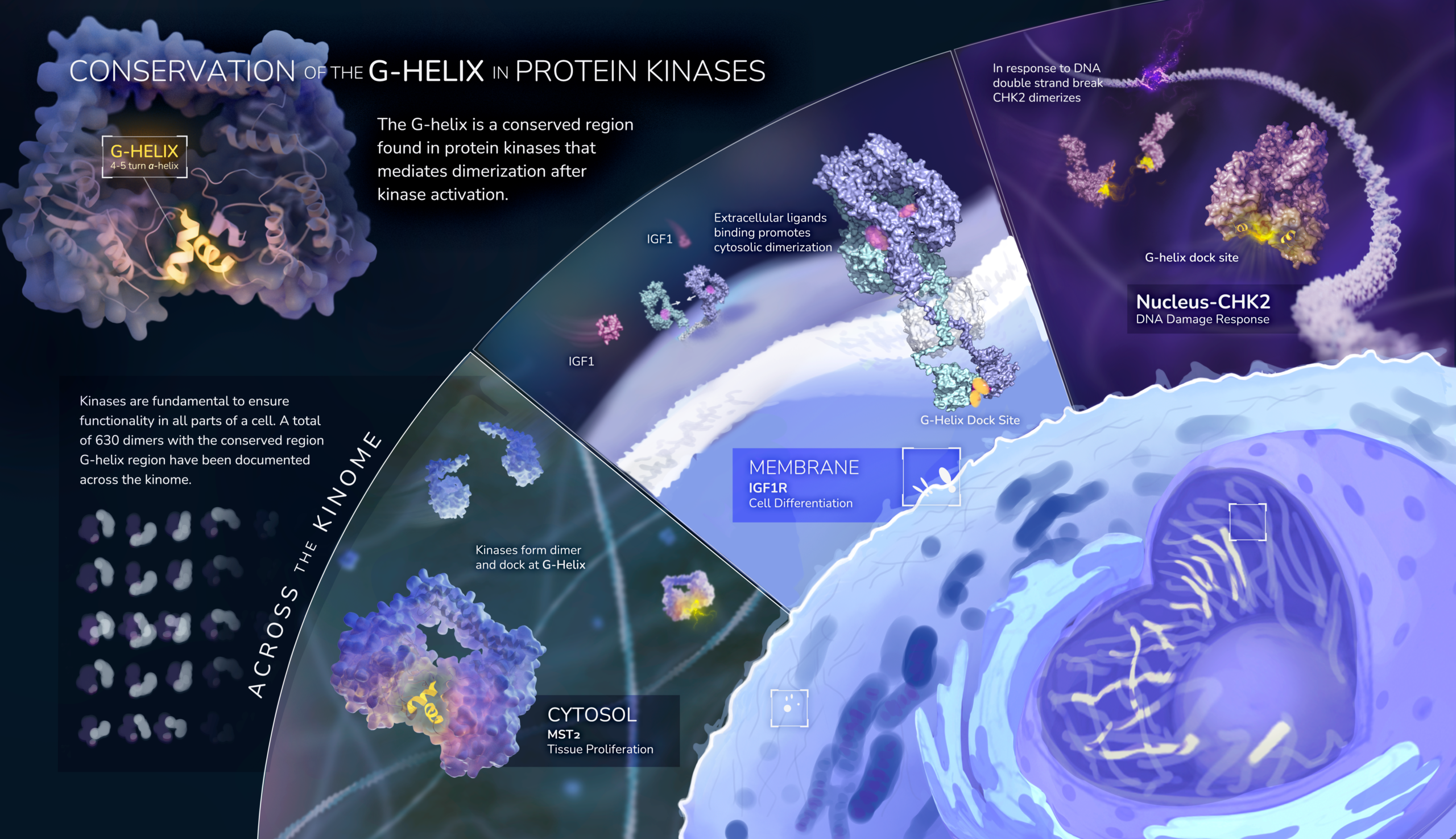 Sima_G-Helix Concept_Rough Draft Final