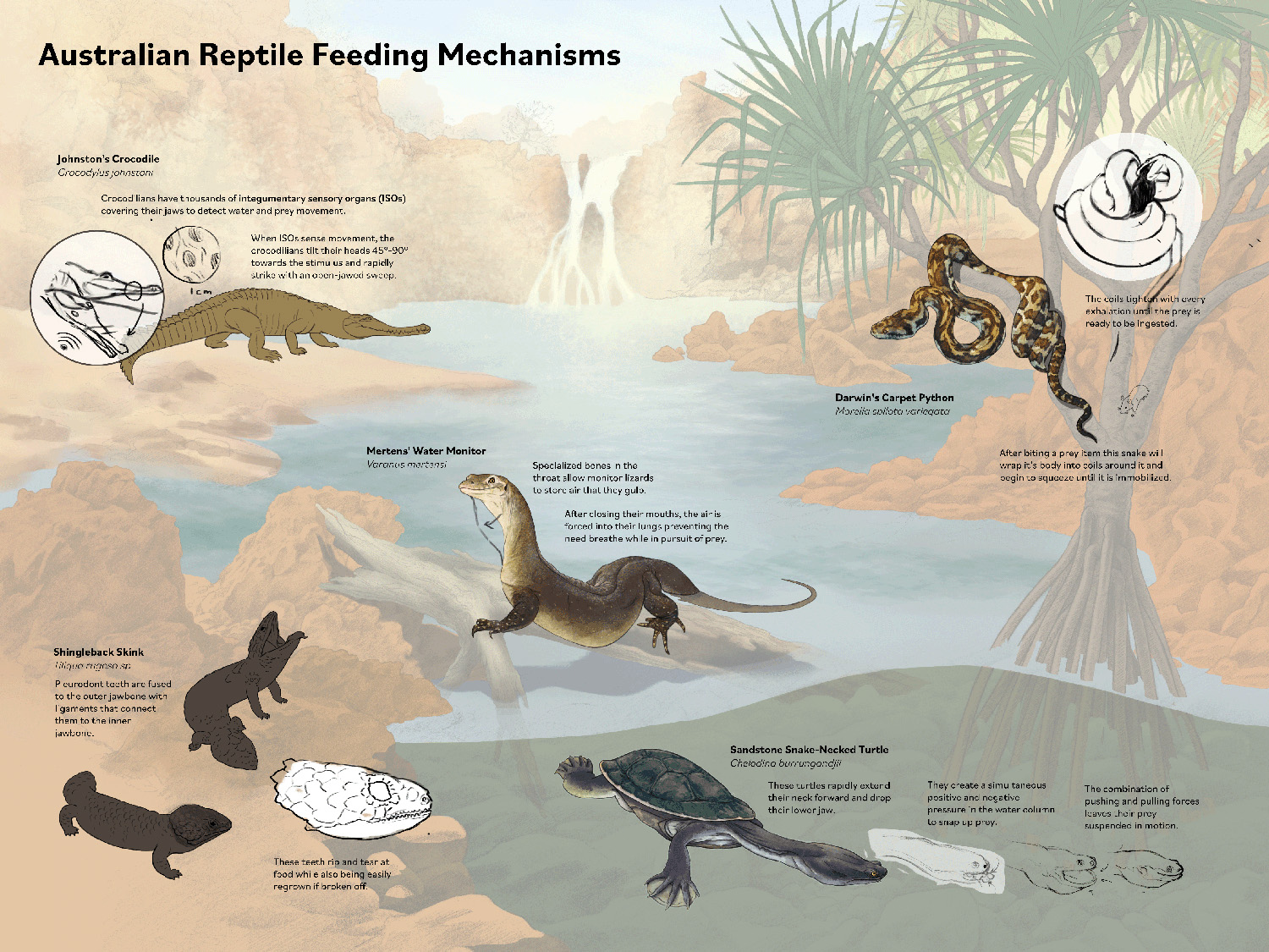 Laying down color fills, adding text, and rough diagrams. I used layer comps in Photoshop to link my painted reptiles to the final illustration.
