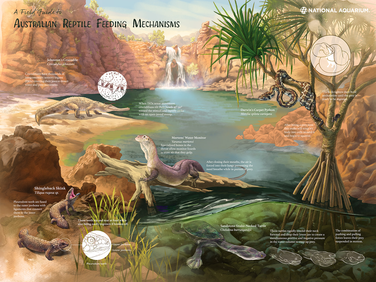 With the reptiles and environment mostly painted, I shifted to work on my teaching diagrams.