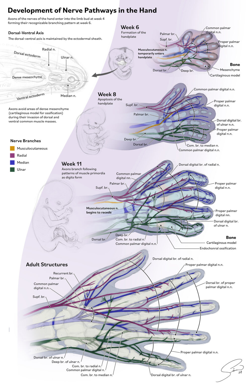 Development of Nerve Pathways of the Hand Final Sketch 2