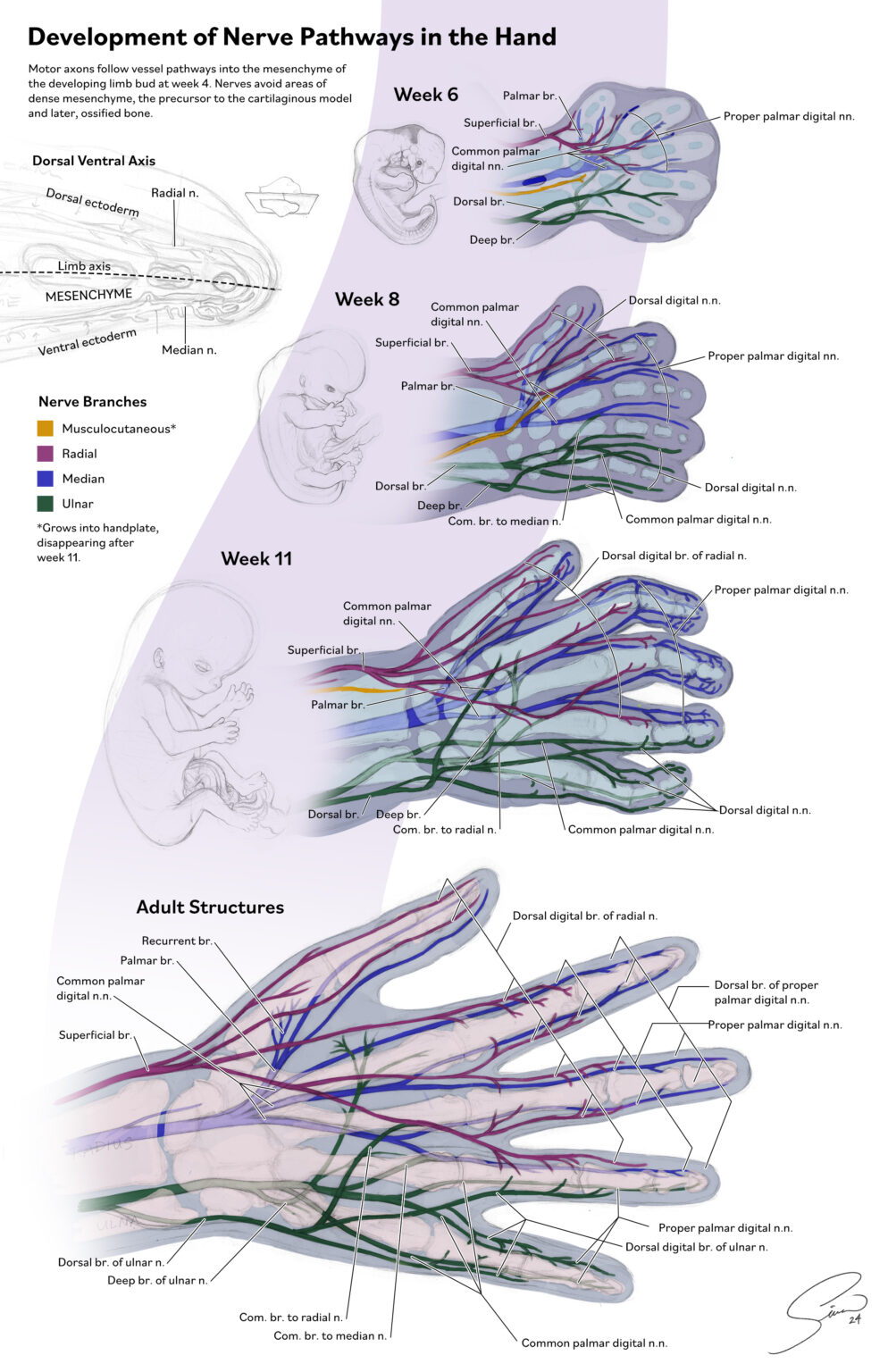 Development of Nerve Pathways of the Hand Final Sketch